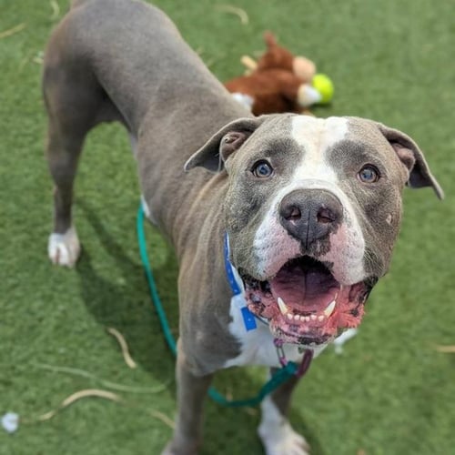 *BART - American Pit Bull Terrier available for adoption