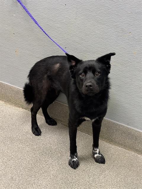 STELLA - German Shepherd Dog available for adoption