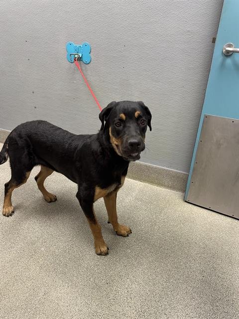 SISI - Rottweiler available for adoption