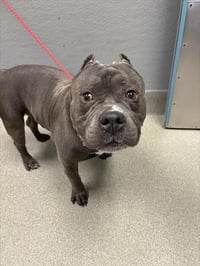 TYSON - Photo 1