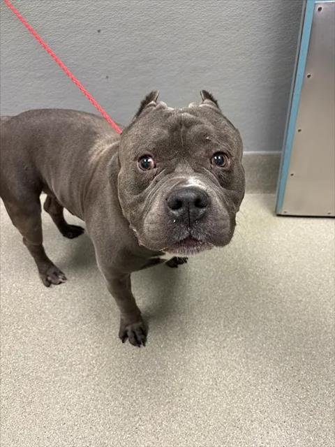 TYSON - Pit Bull Terrier available for adoption
