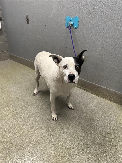 BUBBA - Dalmatian / Pit Bull Terrier available for adoption