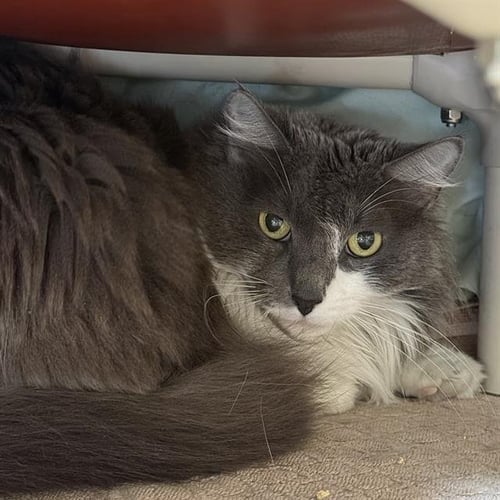 PENNY - Domestic Long Hair available for adoption