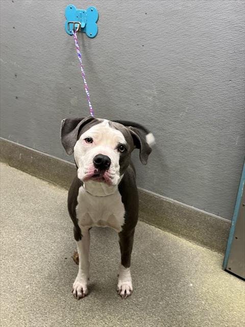 *MARIGOLD - Pit Bull Terrier available for adoption