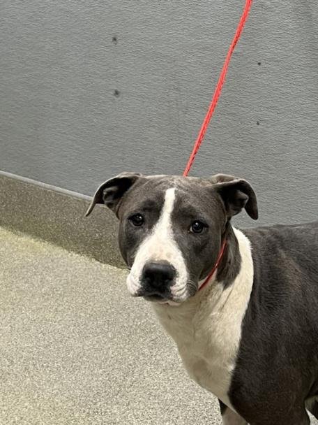 *BARN - Pit Bull Terrier available for adoption