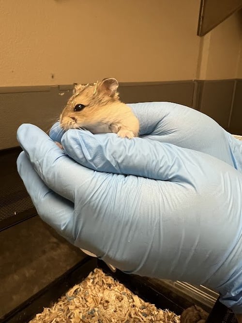 *PINK - Hamster available for adoption