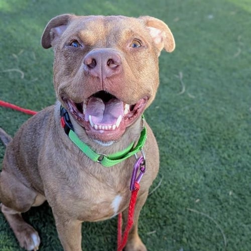 KANE - Pit Bull Terrier available for adoption