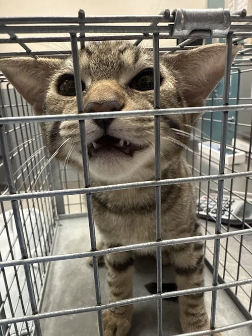 TIGRE - Domestic Short Hair available for adoption