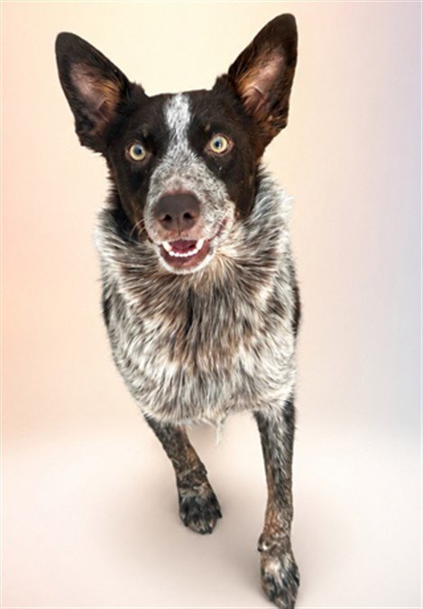 *TRUFFLE BUTTER - Australian Cattle Dog/Blue Heeler available for adoption