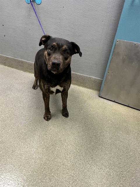 COCO - Pit Bull Terrier available for adoption