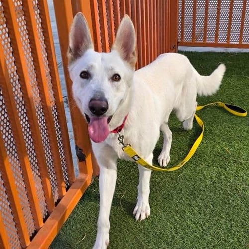*TUNDRA - German Shepherd Dog available for adoption