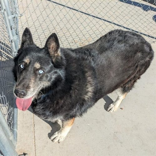 MIMI - German Shepherd Dog / Siberian Husky available for adoption