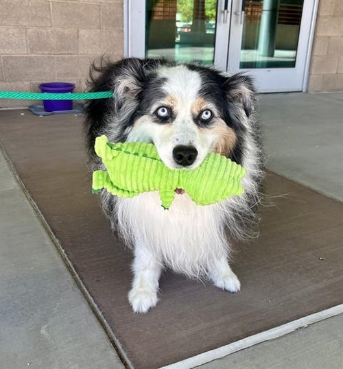 ROCKY - Australian Shepherd available for adoption