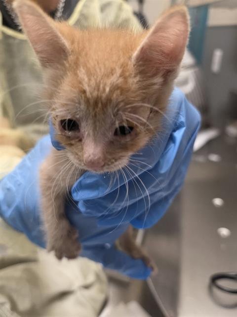 *CLEMENTINE - Domestic Short Hair available for adoption