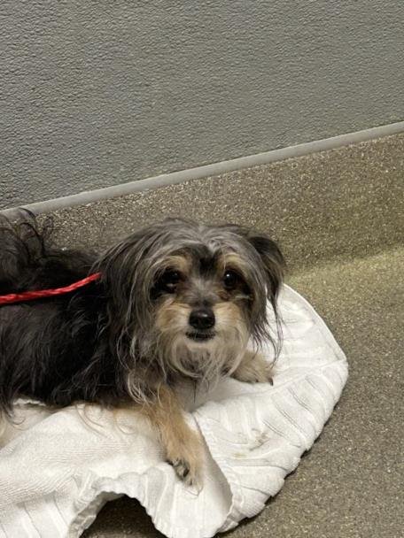 *NATTY - Yorkshire Terrier Yorkie available for adoption