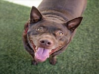 DUKE - Photo 1