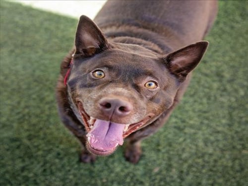 DUKE - Labrador Retriever available for adoption
