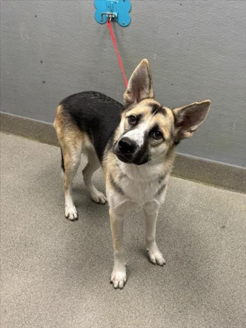 *THUMPER - German Shepherd Dog available for adoption