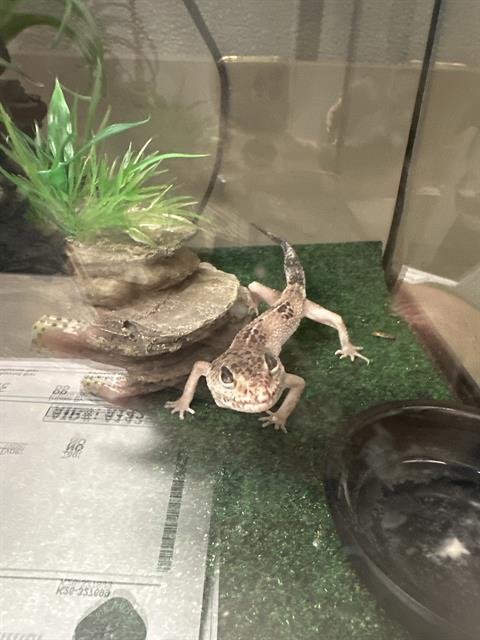 GOGI - Lizard available for adoption