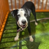 *PORKCHOP - Photo 1