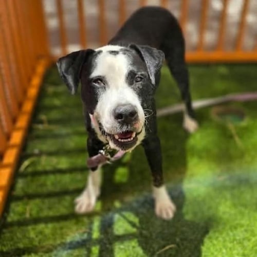 *PORKCHOP - Pit Bull Terrier available for adoption