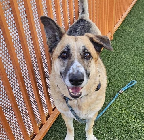 STONEY - German Shepherd Dog available for adoption