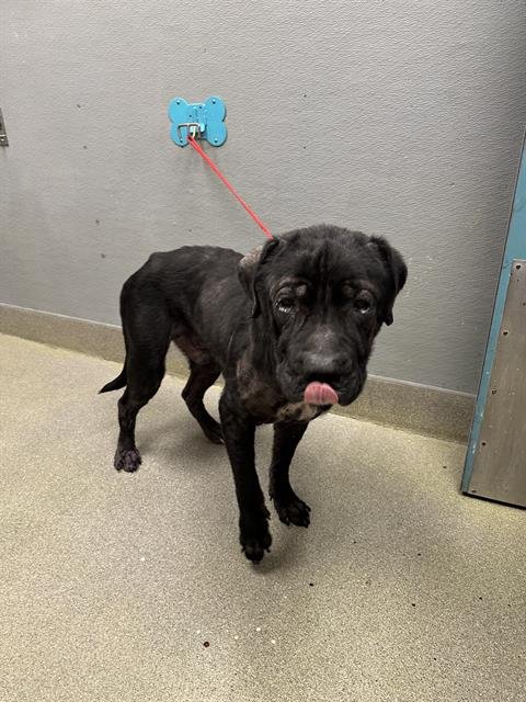 *BAKER - Mastiff available for adoption