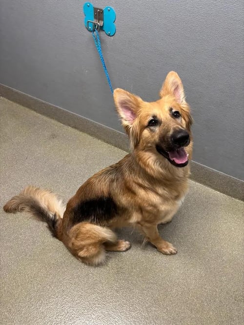 HAZEL - German Shepherd Dog available for adoption