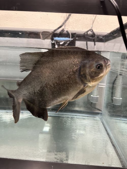 *WUMBO - Fish available for adoption