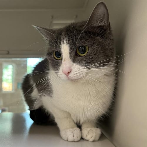*PELUDA - Domestic Short Hair for adoption in Las Vegas