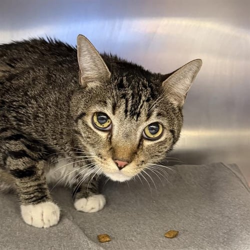 *BABY GIRL - Domestic Short Hair available for adoption