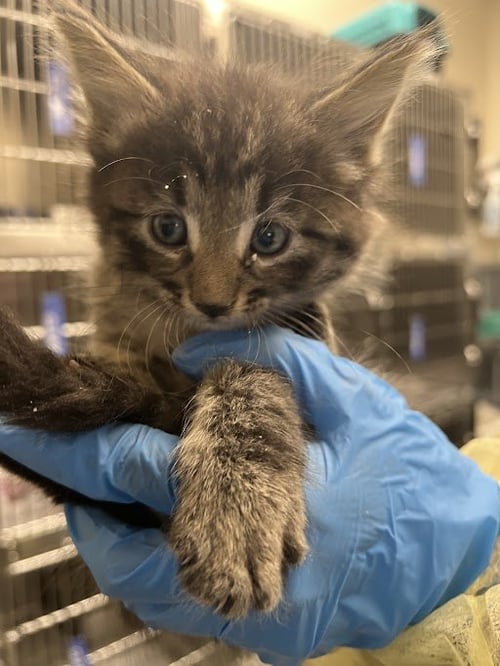 *TAJIN - Domestic Medium Hair available for adoption