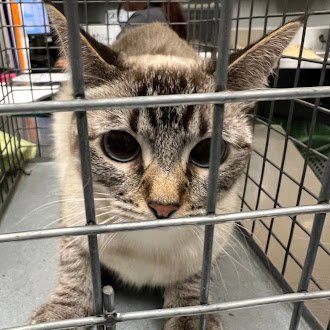 *SANDY - Domestic Short Hair available for adoption