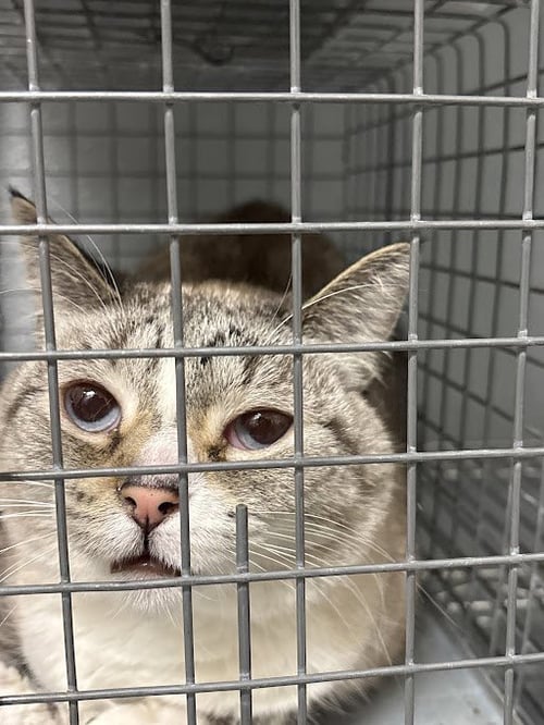 KITTY - Domestic Short Hair available for adoption