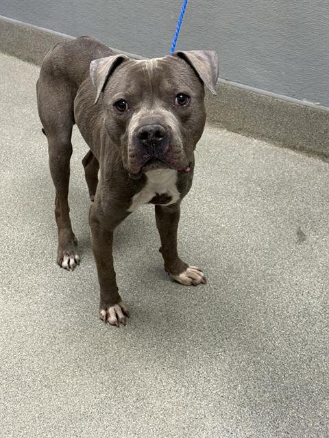 *MINECRAFT - Pit Bull Terrier available for adoption