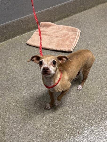 *ORLA - Chihuahua available for adoption