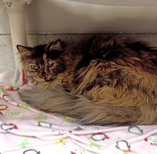 *PLUM - Domestic Short Hair available for adoption