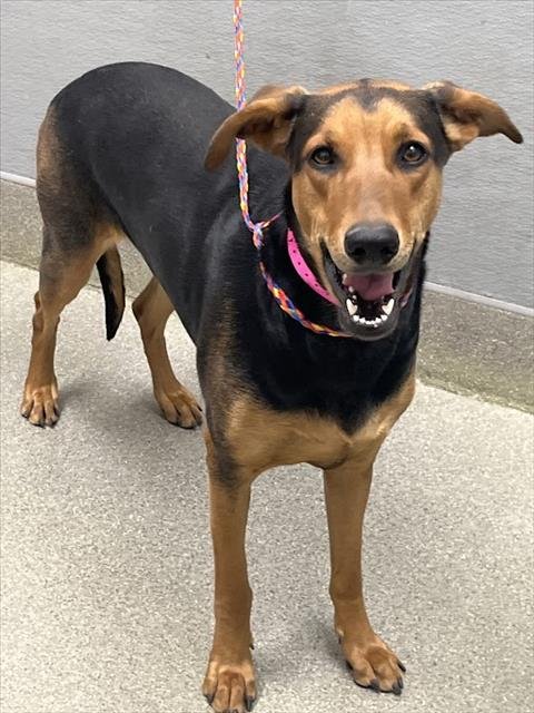 TIZY - German Shepherd Dog / Doberman Pinscher available for adoption