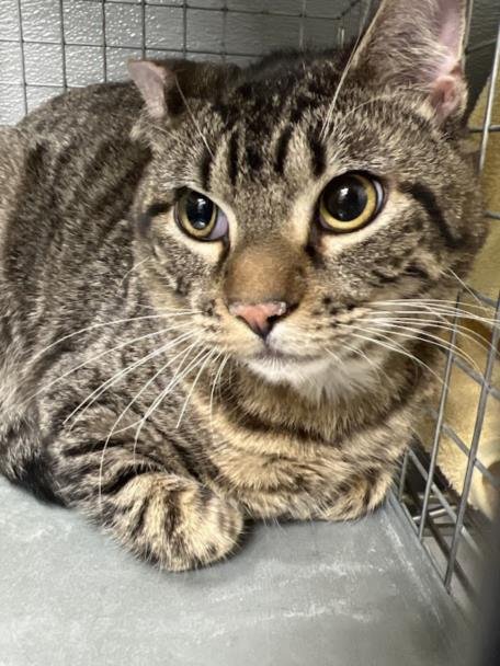 TIGGER - Domestic Short Hair available for adoption