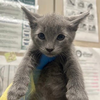 *MIKE - Domestic Short Hair available for adoption