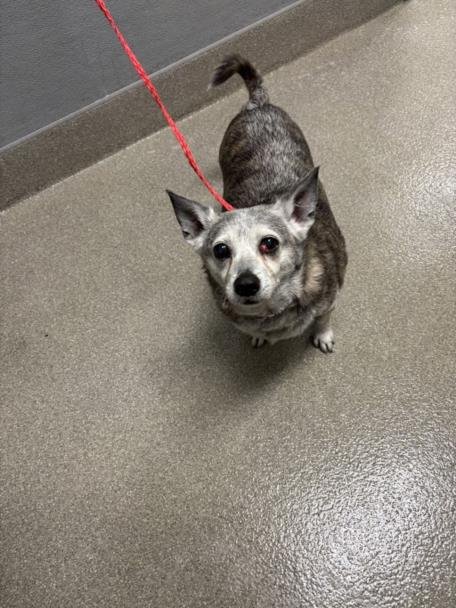 *SEBASTIAN - Chihuahua available for adoption