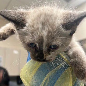 A1417180 - Domestic Short Hair available for adoption