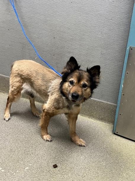 *JENKINS - German Shepherd Dog available for adoption