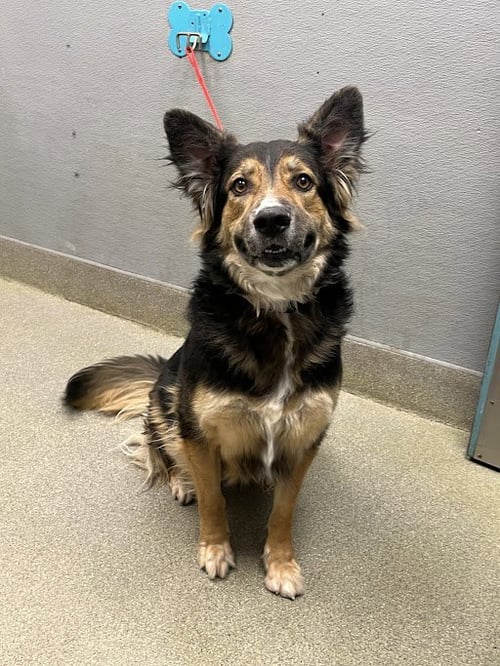 ELLIE - German Shepherd Dog available for adoption