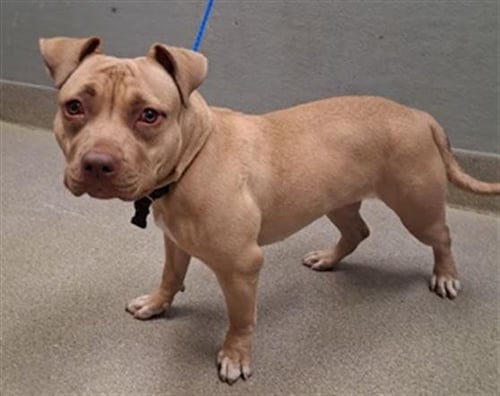 *CHELSEA - Pit Bull Terrier available for adoption