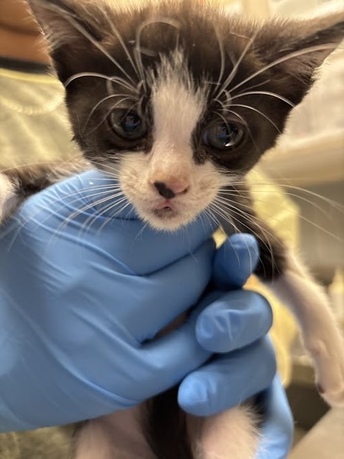 *AZULA - Domestic Short Hair available for adoption