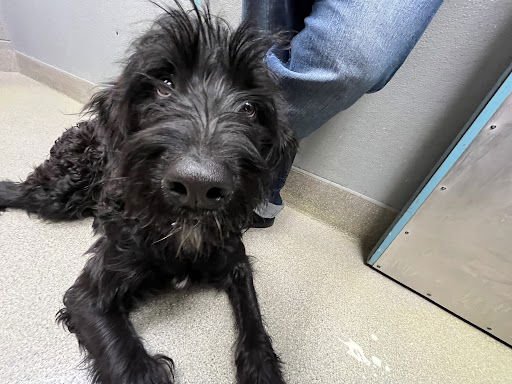 RAMBO - Poodle (Standard) / Saint Bernard available for adoption