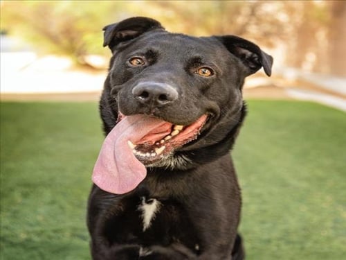 *BRAZEN - Labrador Retriever / Cane Corso Mastiff available for adoption