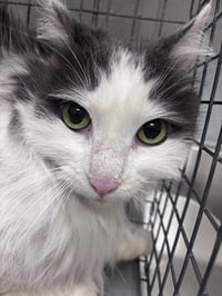 BERNEDETTE - Photo 1