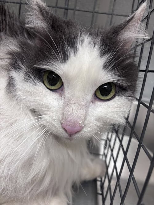 BERNEDETTE - Domestic Long Hair available for adoption